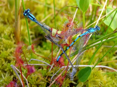 Sundew