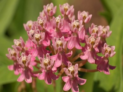 Swamp milkweed