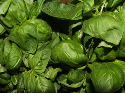 Sweet Basil