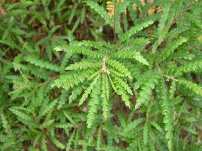 Sweet Fern