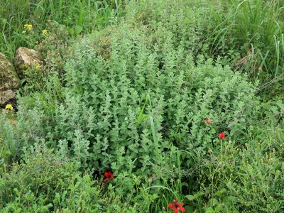 Sweet Marjoram