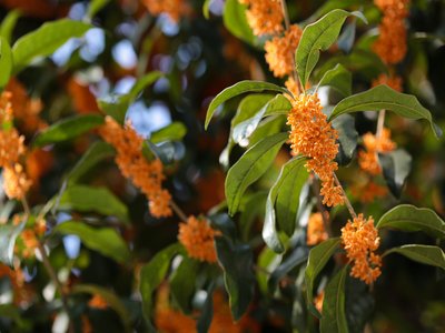 Sweet Osmanthus