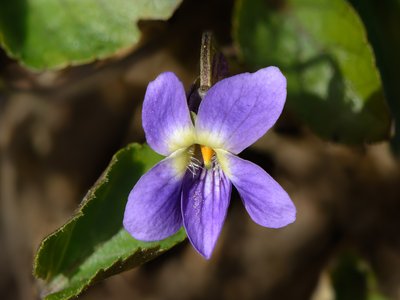 Sweet Violet