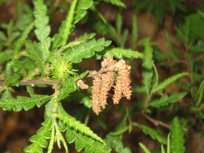 Sweetfern