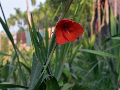 Sword Lily