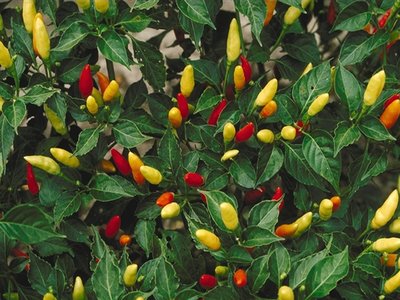 Tabasco Pepper