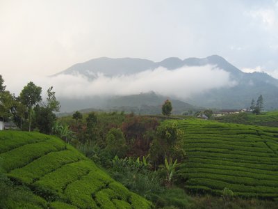 Talang