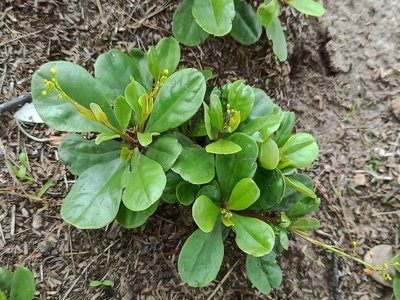 Talinum Paniculatum