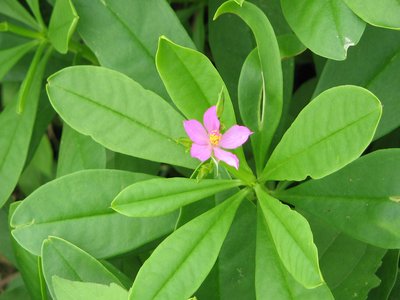 Talinum