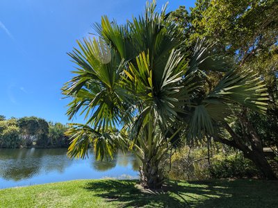 Talipot Palm