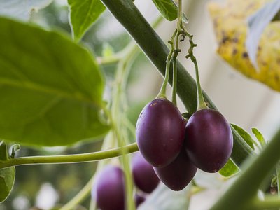 Tamarillo