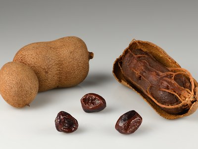 Tamarind