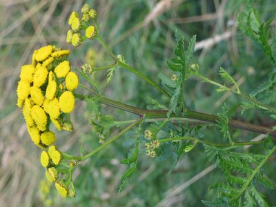 Tansy