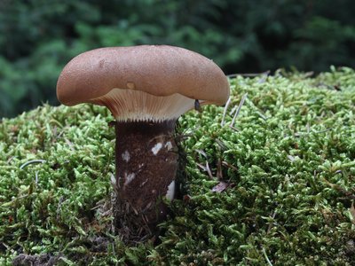 Tapinella