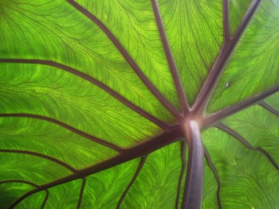 Taro Leaf