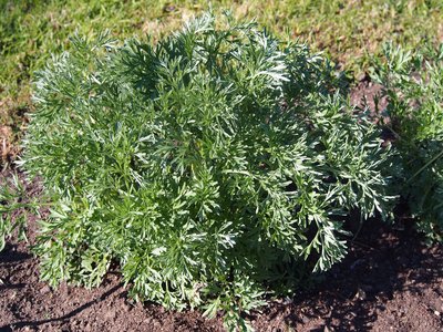 Tarragon