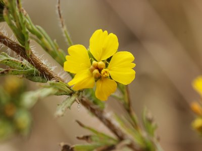 Tarweeds