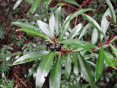 Tasmannia