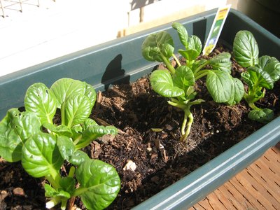 Tatsoi