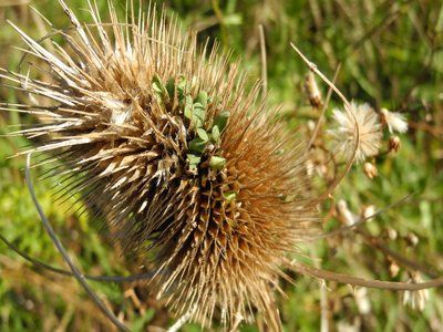 Teasel