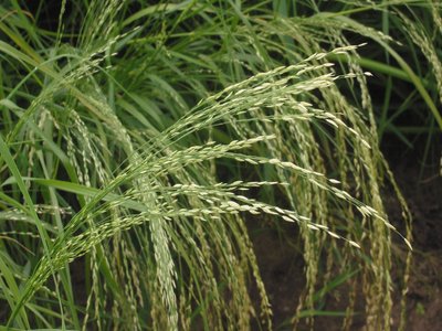 Teff