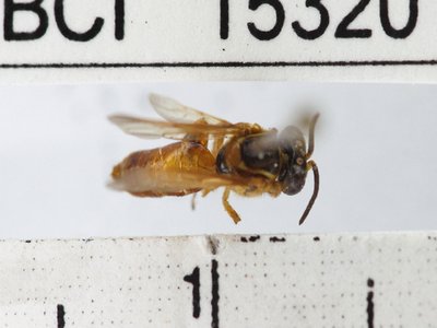 Tetragona