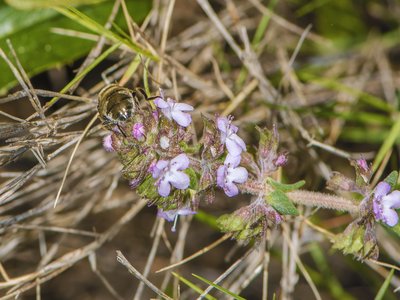 Thyme