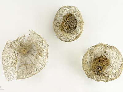 Tomatillo