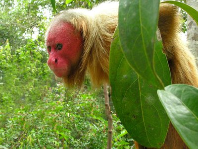 Uakari