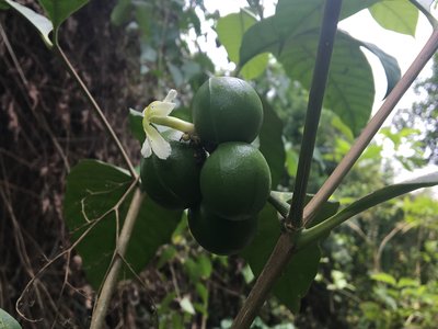 Uchu Sanango