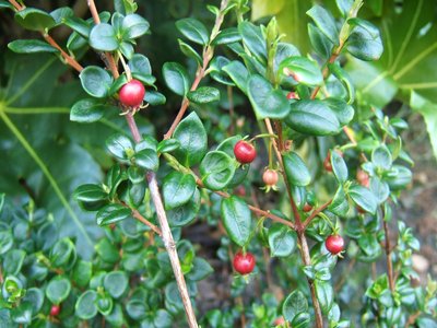 Ugni Molinae