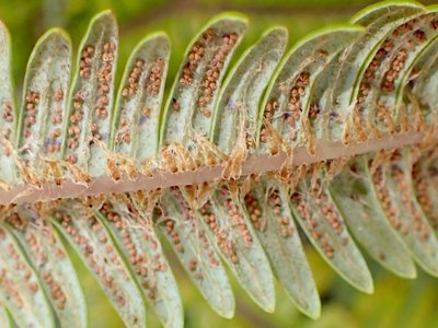 Umbrella Fern