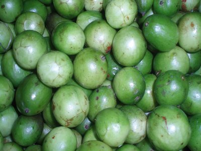 Umbu