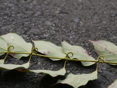 Uncaria