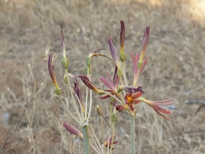 Ungernia