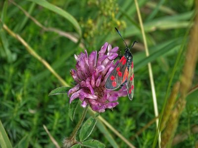 Upland Burnet