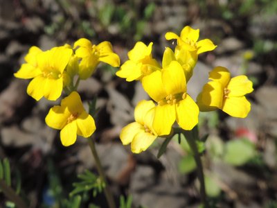 Upland Cress
