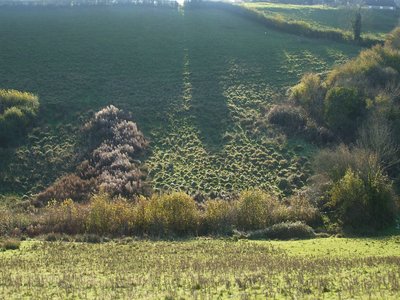 Upland Watercress