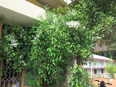 Upright Clematis