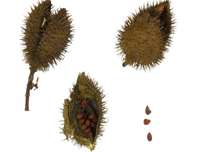 Urucum