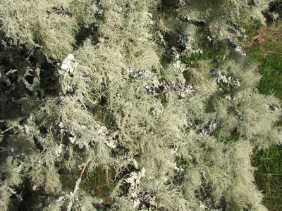 Usnea