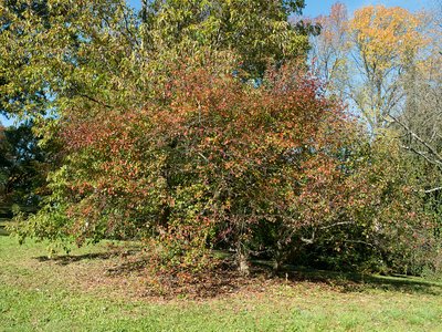 Ussurian Pear