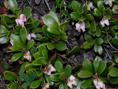 Uva Ursi