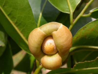 Uvaria