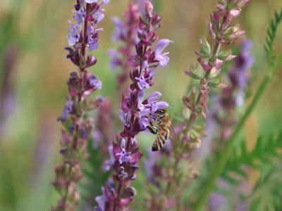 Uzbek Sage
