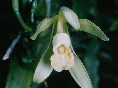 Vainilla
