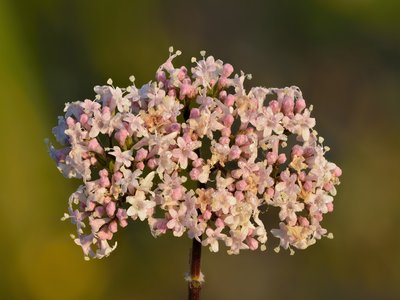 Valerian Root