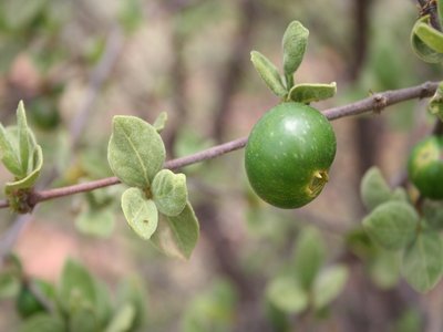 Vangueria