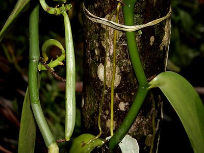 Vanilla Orchid