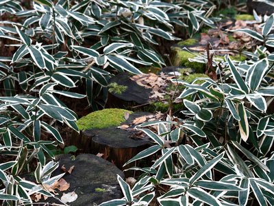 Variegated Sage